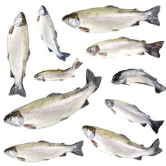 Collage of fresh trout fishes, isolated on white