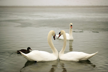 Swans on a frozen lake