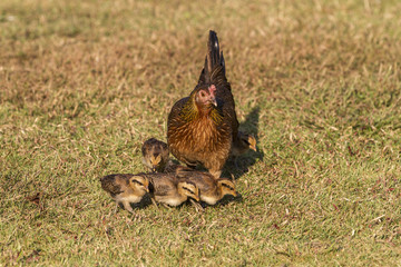 newborn chickens and her mother hen