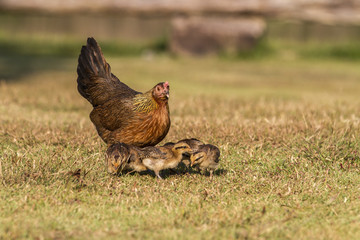 newborn chickens and her mother hen