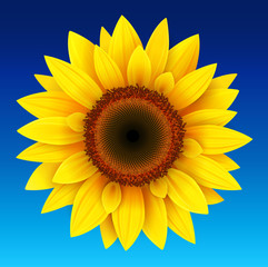 Fototapeta premium Sunflower background