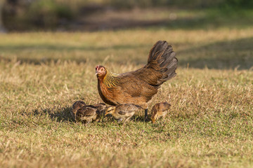 newborn chickens and her mother hen