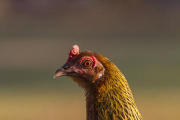 Red Chicken Head Close-Up
