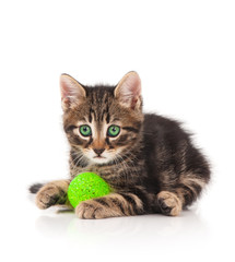 Cute kitten