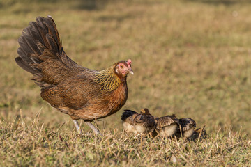 newborn chickens and her mother hen