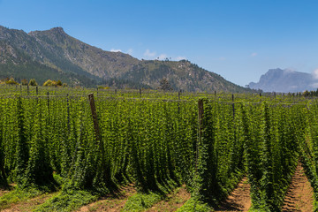 Fototapeta premium Outeniqua hop plantation