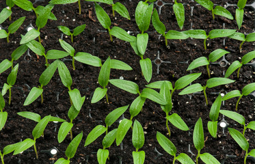 Young sprouts