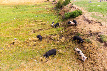 Wild pigs graze eating the grass on nature at farm