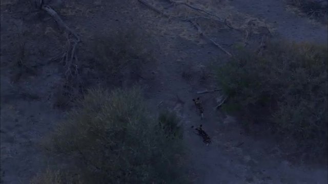 Wild Dogs