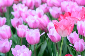 Crédence de cuisine en verre imprimé Tulipe Champ de tulipes roses