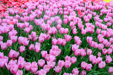 Pink tulips field