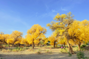 Inner Mongolia, China Populus euphratica