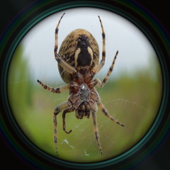 Garden spider on web in objective lens