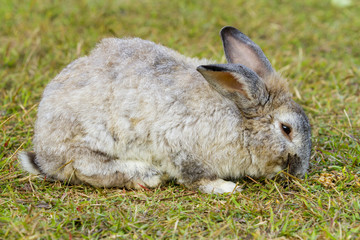 Rabbit in the green grass