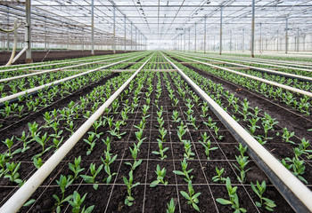 Small plants in a flower nursery
