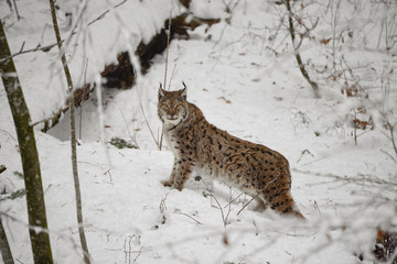 Luchs im Schnee