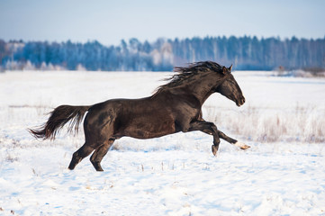 Plakat Beautiful black stallion running in winter