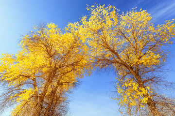 Inner Mongolia, China Populus euphratica