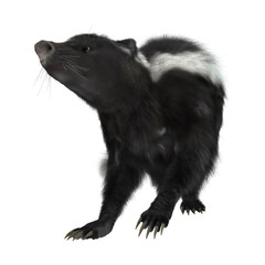 Obraz premium Skunks