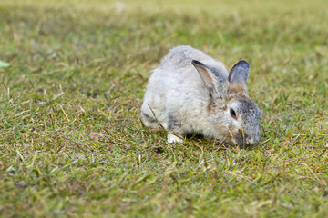 Rabbit in the green grass