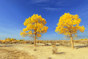 Inner Mongolia, China Populus euphratica