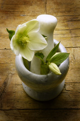 Helleborus Hellebore Elleboro bianco Nieswurz Ciemiernik خربق