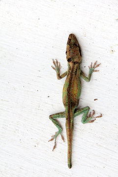 Gecko Echse