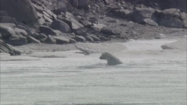 Polar Bear Swims Towards Coast