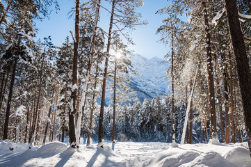 Panele Szklane Podświetlane  Zimowy las i góry w słoneczny dzień