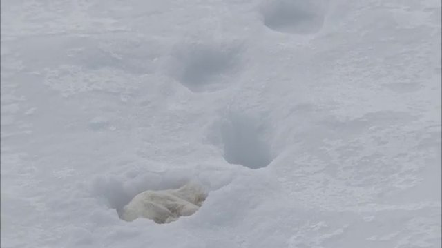 Arctic Tundra Polar Bear
