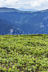 Beautiful summer landscape from Fagaras mountains
