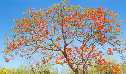 Fototapeta premium flamboyant fleuri, arbre tropical