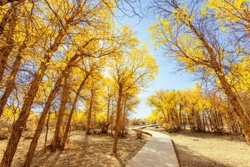 Fototapeta premium Inner Mongolia, China Populus euphratica