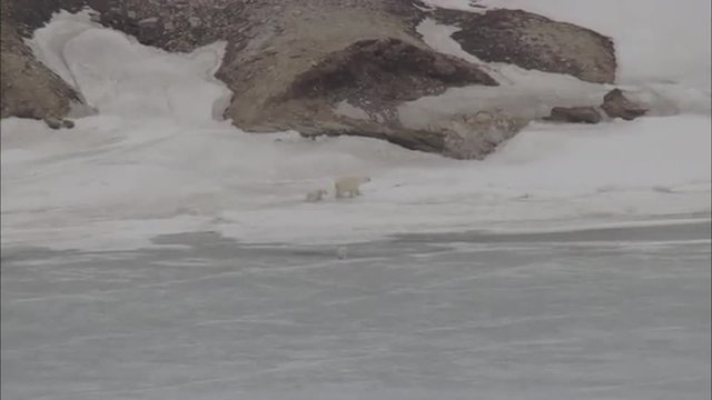 Ice Polar Glacier Polar Bears