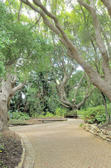 Bench beneath trees in Kirstenbosch