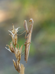 Europäische Gottesanbeterin (Mantis religiosa)
