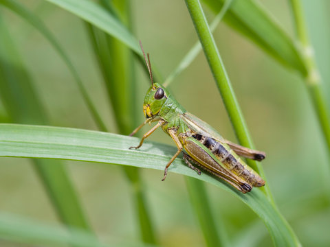 Gemeiner Grash&uuml;pfer (Chorthippus parallelus)