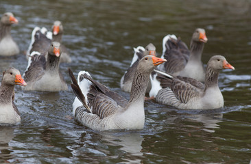 Obraz premium Graylag geese
