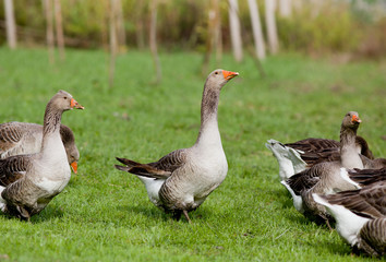 Graylag geese