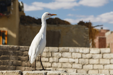 White Cattle Egret