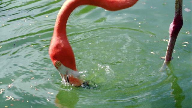 American flamingo standing in water and eating