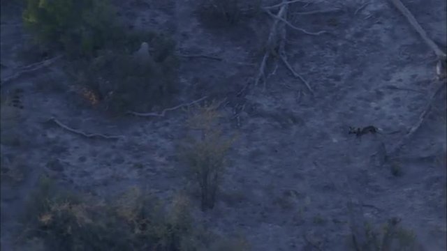 Wild Dogs