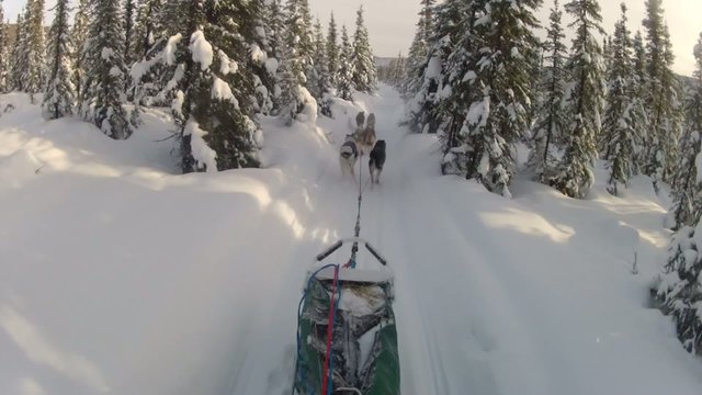Snow Dog Sled Mushing