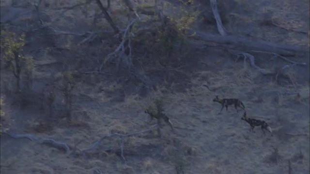 Wild Dogs