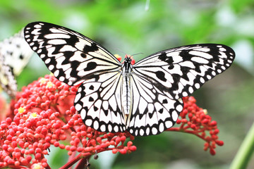 Large Tree Nymphs butterfly(Paper Kite butterfly,Rice Paper butterfly) and red Flowers of Manila Leea,beautiful butterfly resting on the red flowers in the garden