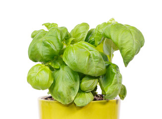 Fresh basil in a green pot