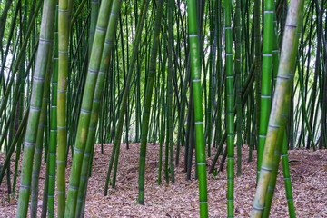 Green bamboo filed in a forest