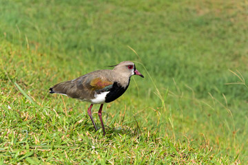 Southern Lapwing perched on grass while watching the nest