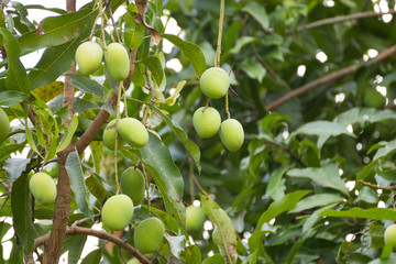 Mangoes on a mango tree