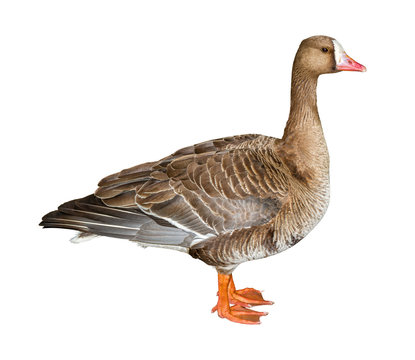 Wild White-Fronted Goose Cutout